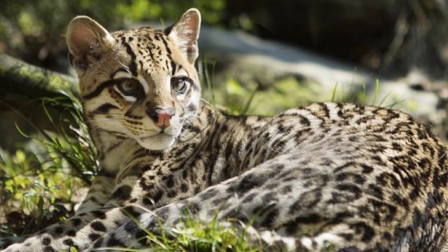 Кто такой оцелот? смотреть онлайн