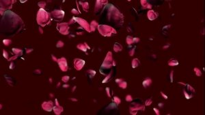 ФУТАЖ Лепестки роз падающие