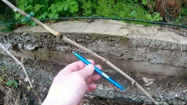 Как выбрать лозу плодоношения на будущий год/жирующие побеги/весна 2019