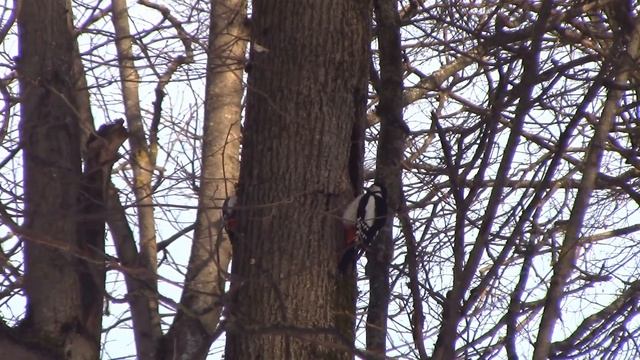 Общение дятлов. смотреть онлайн