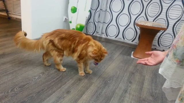 Кот приносит мячик (Мейн-кун) смотреть онлайн