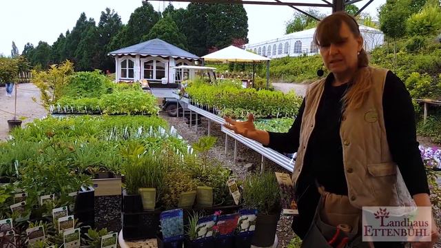 Lieblings Stauden (Teil I) in den Gärten von Landhaus Ettenbühl смотреть онлайн