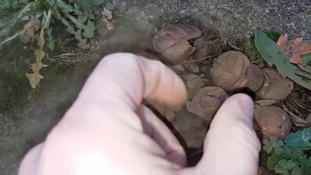 P-pick Up A Puffball смотреть онлайн