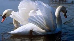 Белый лебедь