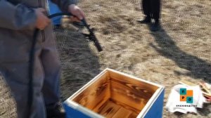 Как и когда пересаживать пчел? Ревизия пчел весной.