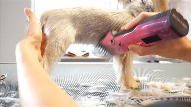 PetGroooming - Yorkie Full Groom Using Comb Attachments #89 смотреть онлайн