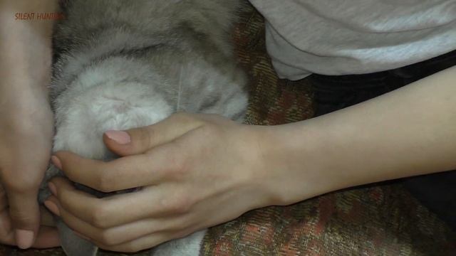 КЛЕЩ УКУСИЛ В МОЗГ / как мы спасли кошку смотреть онлайн