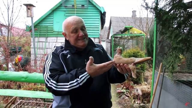 Армавирский короткоклювый голубь. смотреть онлайн