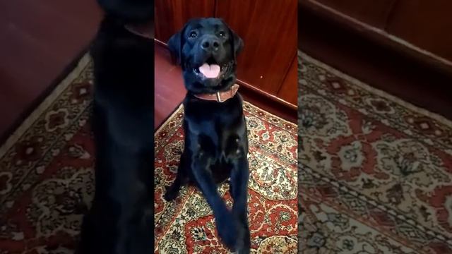 Лабрадор зайка смотреть онлайн