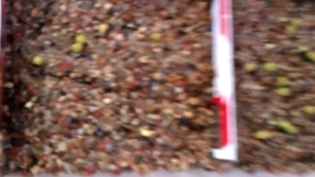 Lophophora Williamsii Seedlings Peyote seedlings смотреть онлайн