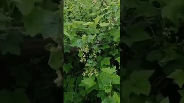 ЦВЕТУЩАЯ СМОРОДИНА! смотреть онлайн