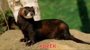 Животные леса, звуки животных. Отгадываем животных