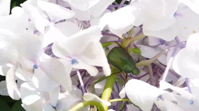 Colorful Hydrangea flowers смотреть онлайн