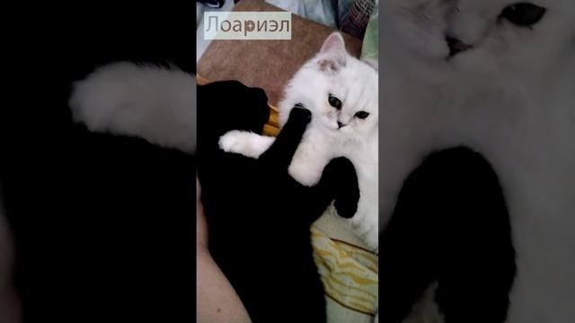Персидская серебряная шиншилла и черный кот метис смотреть онлайн