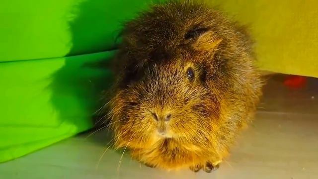 БУКВЫ ALPHABET LORE ОХОТЯТСЯ НА НАС ! **Вера в Шоке** Морская Свинка Бузя и Кузя Вера Челлендж 24!! смотреть онлайн