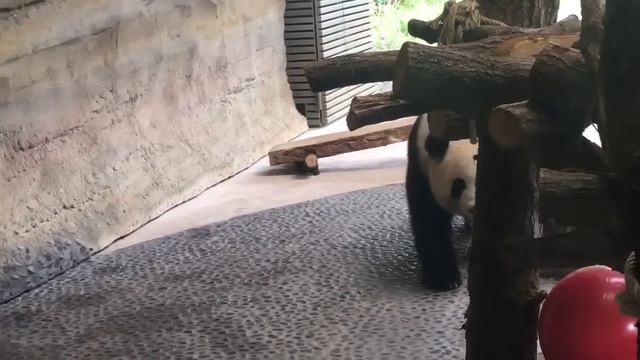 Meng Meng Cute Panda at Berlin Zoo Going Reverse смотреть онлайн