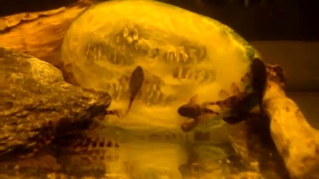 Panaqolus L 397 смотреть онлайн