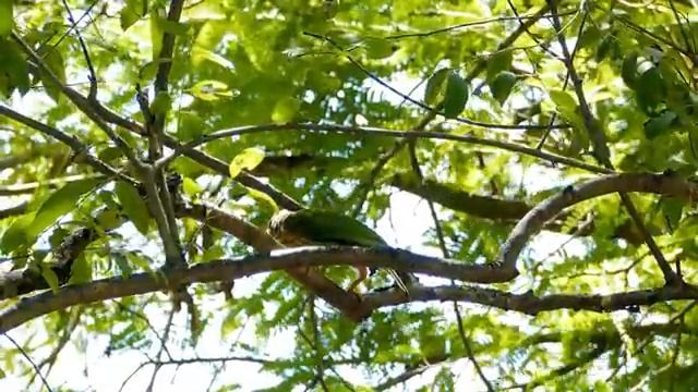 Birds Sounds - Relaxing Bird Sounds Heal Stress, Anxiety and Depression, Heal The Mind смотреть онлайн