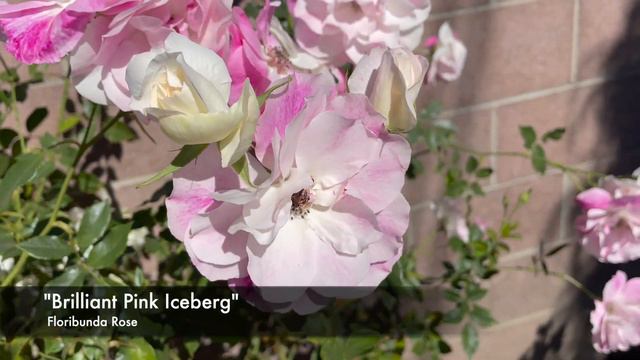 Flowers in February 2022🌸 | Gardening with the Williams' смотреть онлайн