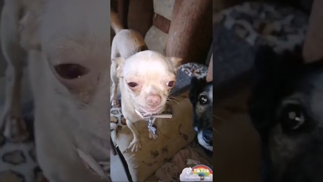 Теперь каждый день СМОТРЮ ТИКТОК #1 (приколы, юмор) смотреть онлайн