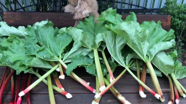 Ревень и собака / Rhubarb and dog смотреть онлайн