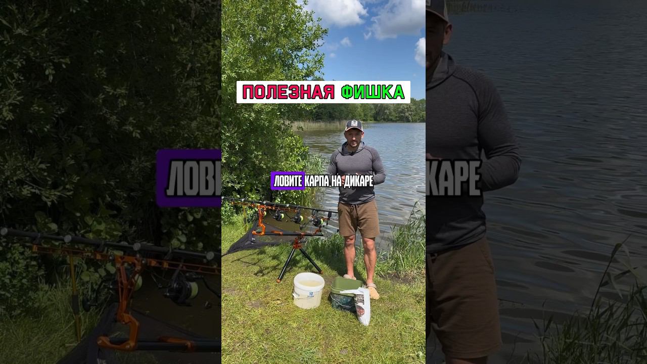 Ловите дикого сазана? #карпфишинг смотреть онлайн