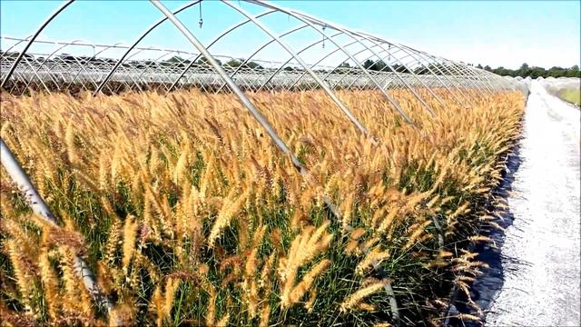 Best Ornamental Grasses - Pennisetum 'Karley Rose' (Oriental Fountain Grass)