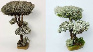 Оригинальный подарок дерево из лечебной цетрарии!