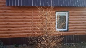 ?Лиственница.Формируем крону и сдерживаем высоту.