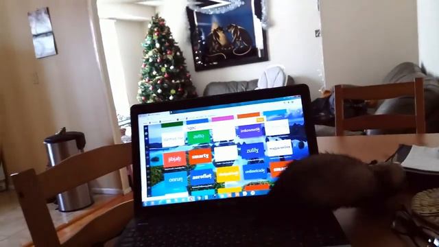 НОВЫЙ ДРУГ - хорек ГУЧИ смотреть онлайн