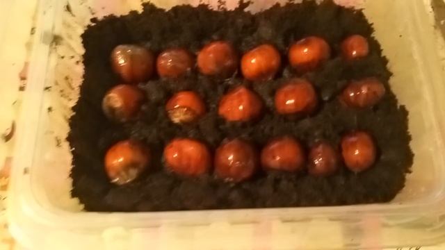 10.11.2023.#посадка фундука в грунт. #эксперимент.#фундук#лесной#орех#