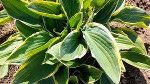 #дизайнсада #оформляемдорожку /Хоста форчуна Ауреомаргината (лат. hosta aureomarginata)