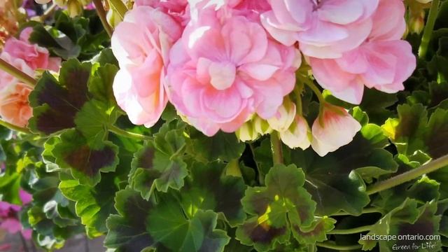 Pelargonium Rosalie Antique Salmon (Syngenta) смотреть онлайн