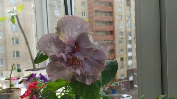 Аллюринг Диамонд. Alluring Diamond. Гибискус. Новинка в коллекции