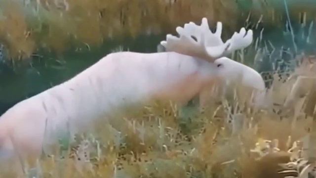 Лocь - Альбинoc