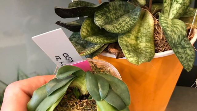 Paphiopedilum. Мої первинні і видові пафиопеділуми. смотреть онлайн