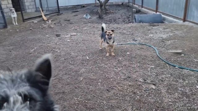 Наши собаки перекопают ваш участок за мешок корма?Проводим Благотворительную акцию "Накорми собаку" смотреть онлайн