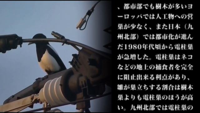 カササギの鳴き声｜日本の野鳥のさえずり｜野鳥情報局 смотреть онлайн