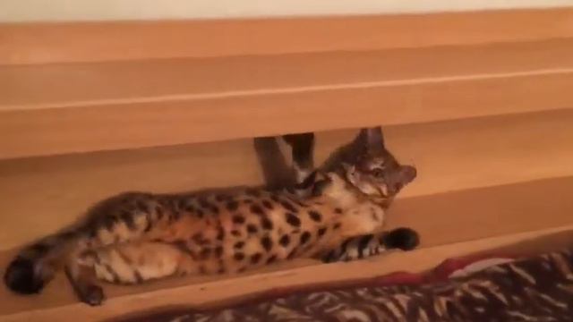 Кот лежит и спит