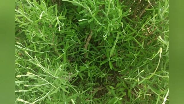 Кулинарные Путешествия по Гастрономическим Культурам