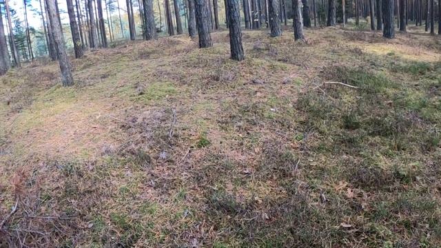 Прогулки по лесу. Собираю грибы во мховом лесу у озера. смотреть онлайн