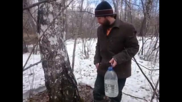 Мы собираем березовый сок в деревне в 2017 году. смотреть онлайн