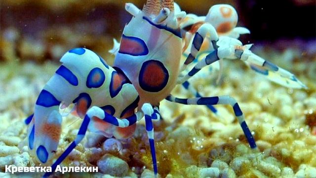 Странные Морские Существа, о Которых Вы Не Знали смотреть онлайн