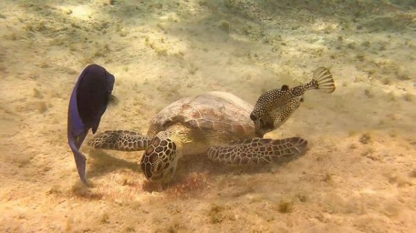 Bonaire Scuba Diving (1080p) подводный мир