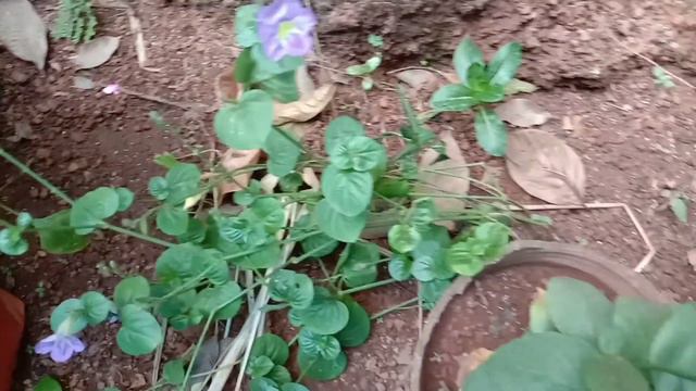plants hunting malayalam/snake plant/പ്ലാന്റ്സിന് വേണ്ടിയുള്ള തെണ്ടൽ 🤩 смотреть онлайн