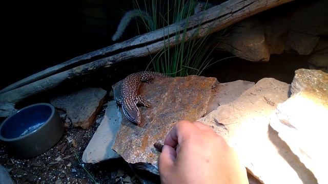 Can I save this Snake's Life??!! - Plus feeding tiny snakes смотреть онлайн
