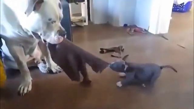 Tug of War - What it really means to dogs смотреть онлайн