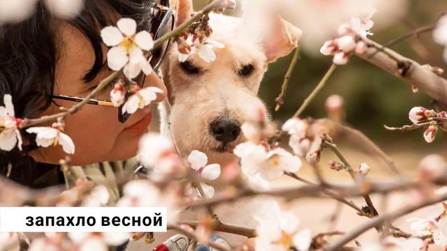Зимняя прогулка с фоксиком. Севастополь 27 февраля 2023г смотреть онлайн