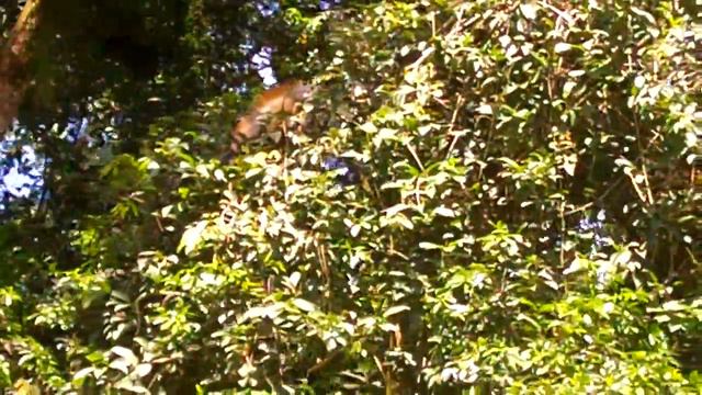 Costa Rica - Scenery and Wildlife of Sarapiqui River: Green Iguana смотреть онлайн