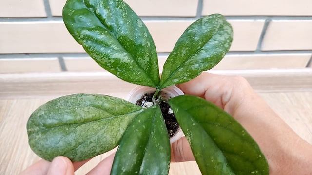 Серебристые хойи через 4 месяца после получения посылки смотреть онлайн